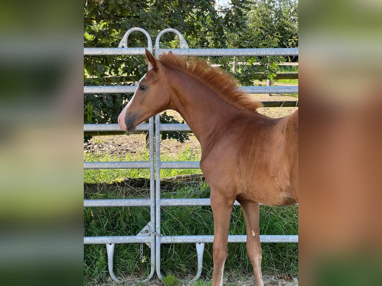 Pony tedesco Giumenta Puledri
 (04/2024) 147 cm Sauro in Grevenbroich