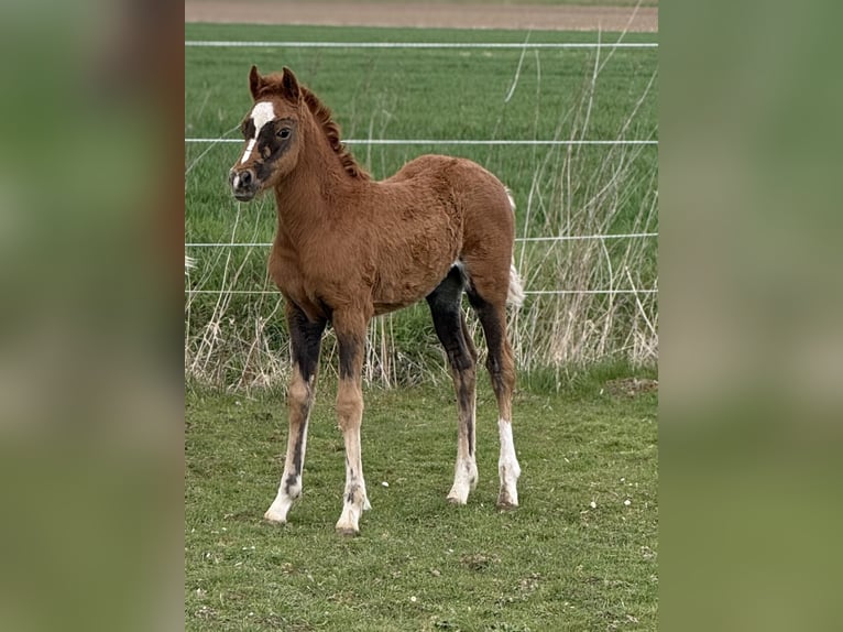 Pony tedesco Giumenta Puledri (02/2026) 147 cm Sauro scuro in Emmerthal