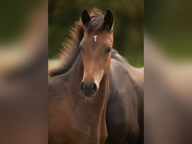 Pony tedesco Giumenta Puledri (02/2026) 148 cm Baio in Weisdin