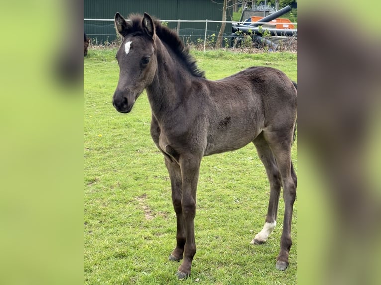 Pony tedesco Giumenta Puledri (02/2026) 148 cm  in Hanerau-Hademarschen