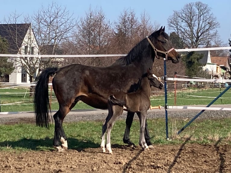 Pony tedesco Giumenta Puledri
 (03/2024) 148 cm in Dresden
