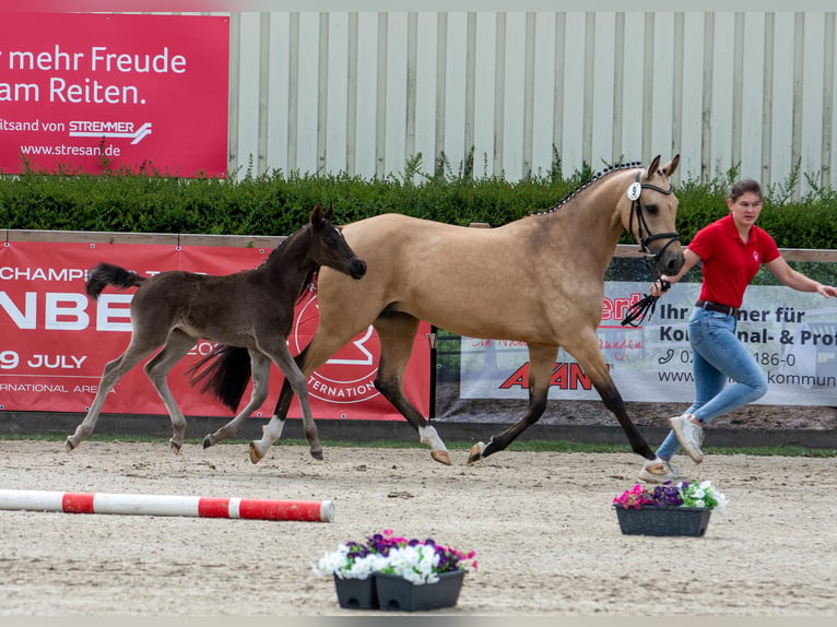 Pony tedesco Giumenta Puledri (05/2026) 148 cm  in Raesfeld
