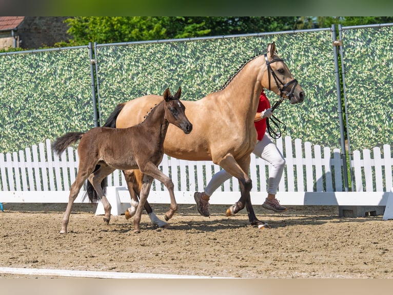 Pony tedesco Giumenta Puledri (05/2026) 148 cm  in Raesfeld