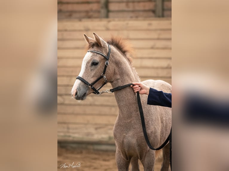 Pony tedesco Giumenta Puledri (05/2024) 148 cm Falbo baio in Vissenbjerg