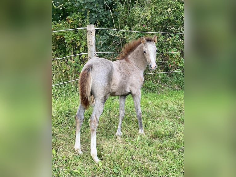 Pony tedesco Giumenta Puledri (05/2024) 148 cm Falbo baio in Vissenbjerg