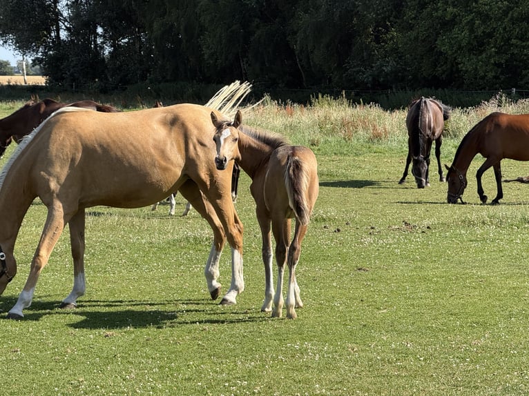 Pony tedesco Giumenta Puledri (03/2026) 148 cm Falbo in Twistringen