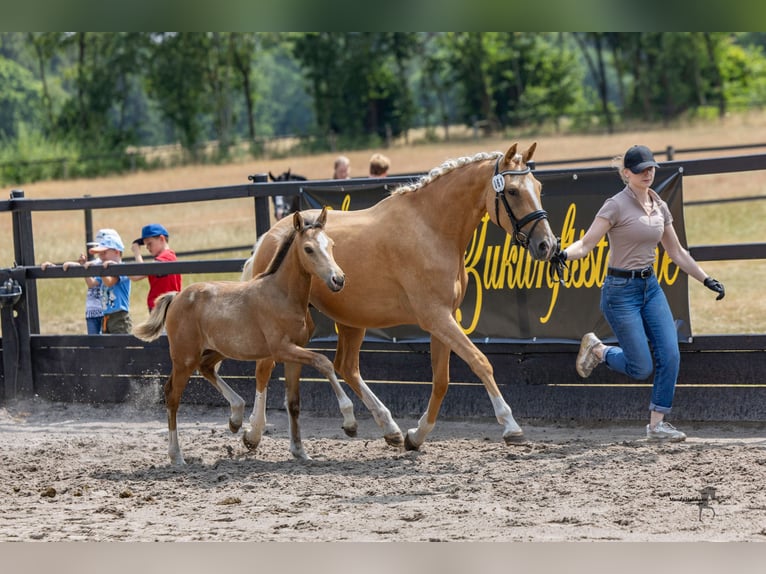 Pony tedesco Giumenta Puledri (04/2026) 148 cm Falbo in Twistringen