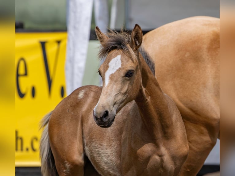 Pony tedesco Giumenta Puledri (04/2026) 148 cm Falbo in Twistringen