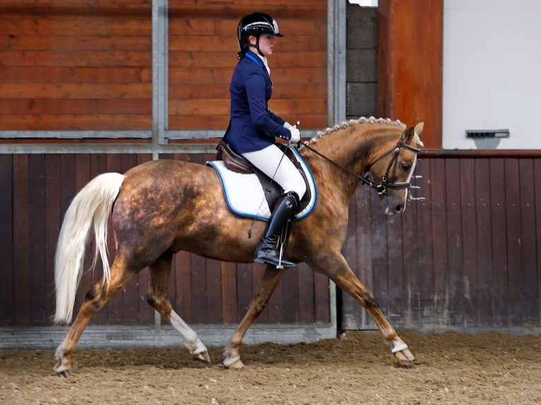 Pony tedesco Giumenta Puledri (05/2026) 148 cm Palomino in Weiterstadt
