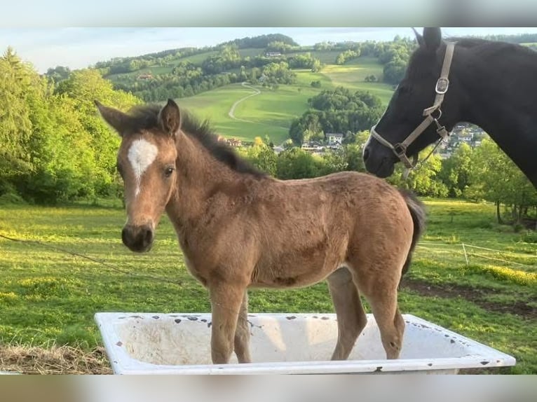 Pony tedesco Giumenta Puledri (04/2025) 148 cm Pelle di daino in St.Georgen an der Leys