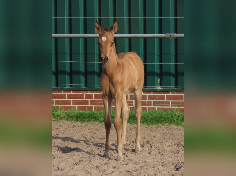 Pony tedesco Giumenta Puledri (05/2026) 148 cm Pelle di daino in Uplengen