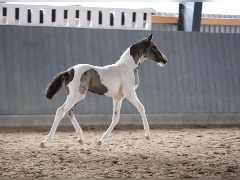 Pony tedesco Giumenta Puledri (06/2025) 148 cm Pezzato in Wanderup