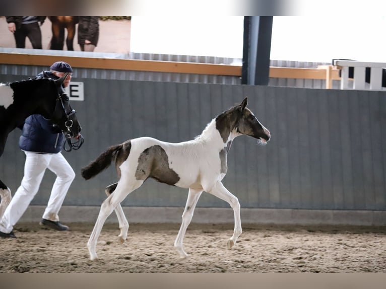 Pony tedesco Giumenta Puledri (06/2025) 148 cm Pezzato in Wanderup