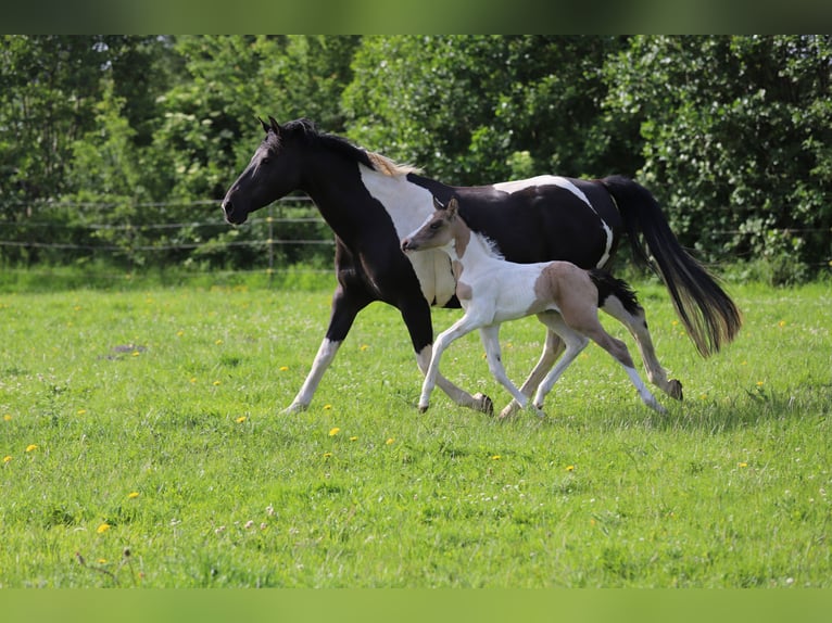 Pony tedesco Giumenta Puledri (06/2025) 148 cm Pezzato in Wanderup