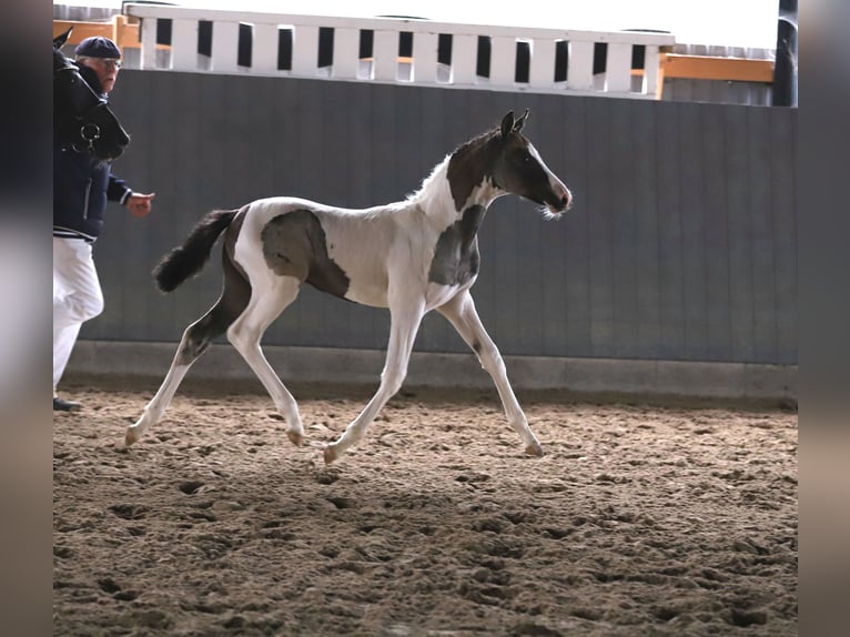 Pony tedesco Giumenta Puledri (06/2025) 148 cm Pezzato in Wanderup