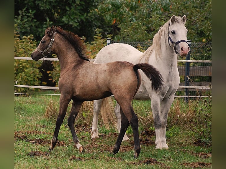 Pony tedesco Giumenta Puledri (06/2026) 150 cm Pelle di daino in Temnitzquell