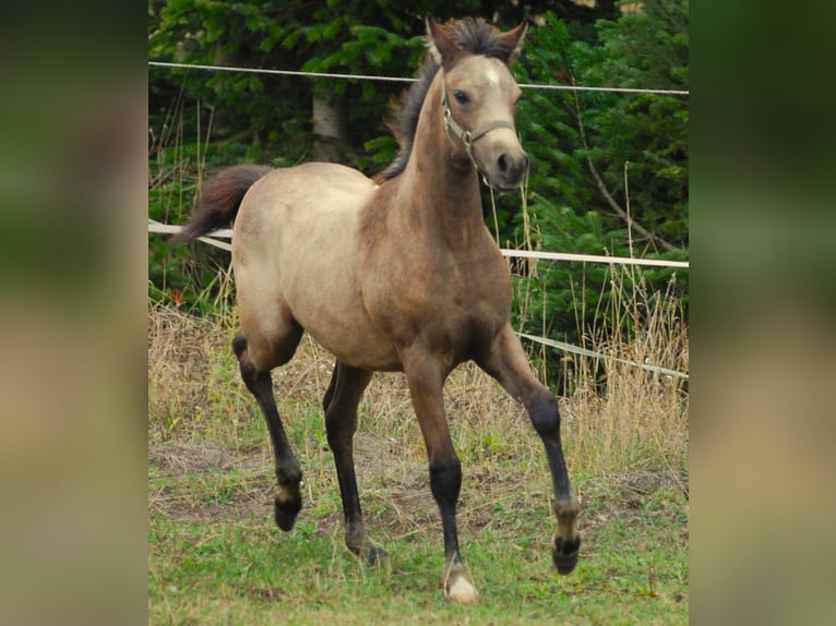 Pony tedesco Giumenta Puledri (06/2026) 150 cm Pelle di daino in Temnitzquell