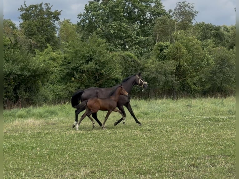 Pony tedesco Giumenta Puledri (04/2026) 155 cm Baio in Mannhausen