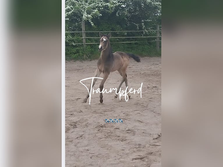 Pony tedesco Giumenta  155 cm Pelle di daino in Plankstadt