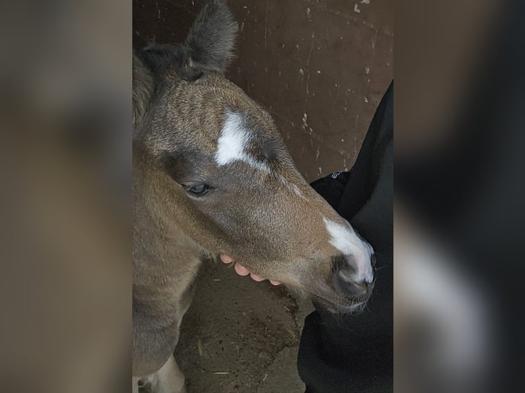 Pony tedesco Giumenta  155 cm Pelle di daino in Plankstadt