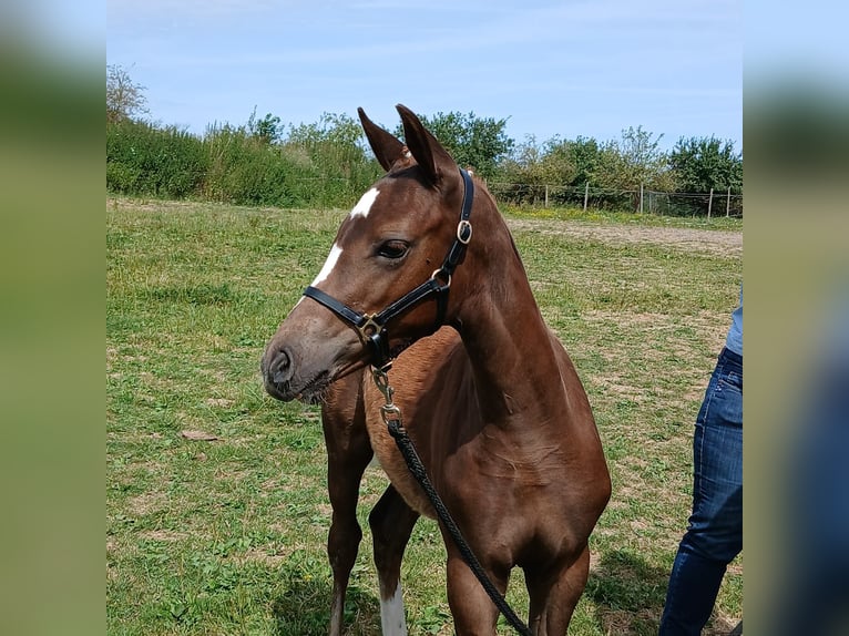 Pony tedesco Giumenta Puledri (04/2026) 155 cm Sauro scuro in Nümbrecht
