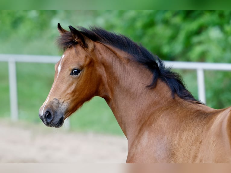Pony tedesco Giumenta Puledri (03/2026) Baio in Brockum