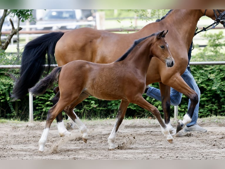 Pony tedesco Giumenta Puledri (03/2026) Baio in Brockum