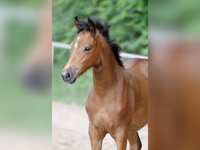 Pony tedesco Giumenta Puledri (03/2026) Baio in Brockum