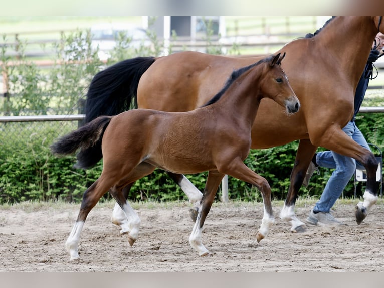 Pony tedesco Giumenta Puledri (03/2026) Baio in Brockum