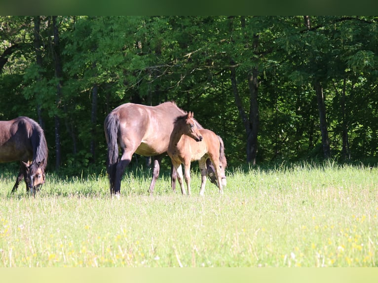 Pony tedesco Giumenta Puledri (03/2026) Baio in Göttingeningen