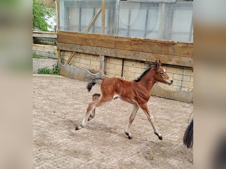 Pony tedesco Giumenta Puledri (05/2026) Baio in Maihingen