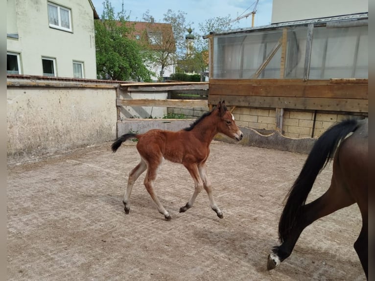 Pony tedesco Giumenta Puledri (05/2026) Baio in Maihingen