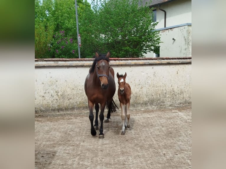 Pony tedesco Giumenta Puledri (05/2026) Baio in Maihingen