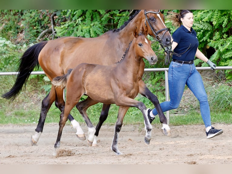 Pony tedesco Giumenta Puledri (03/2026) Baio in Twistringen