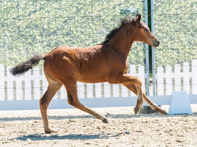 Pony tedesco Giumenta Puledri (04/2026) Baio in Mnster-Handorf