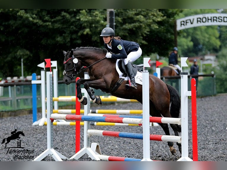 Pony tedesco Giumenta Puledri (05/2024) Baio nero in Mülsen Ortmannsdorf, Marienau