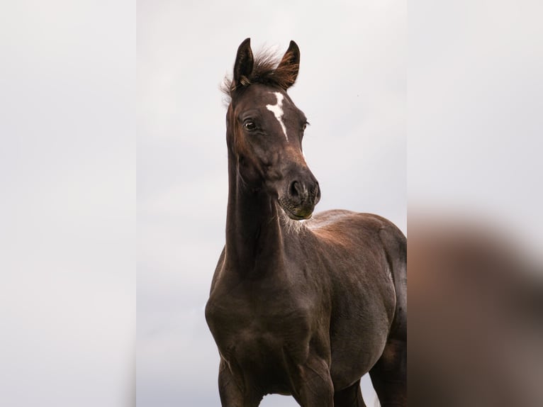 Pony tedesco Giumenta Puledri (05/2024) Baio nero in Mülsen Ortmannsdorf, Marienau