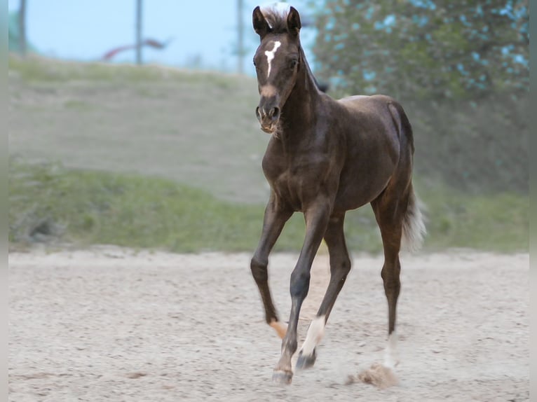 Pony tedesco Giumenta Puledri (05/2024) Baio nero in Mülsen Ortmannsdorf, Marienau