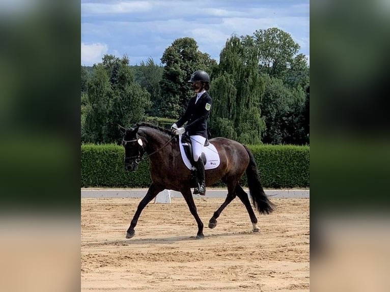 Pony tedesco Giumenta Puledri (05/2024) Baio nero in Mülsen Ortmannsdorf, Marienau