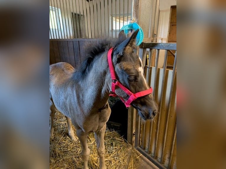 Pony tedesco Giumenta Puledri (05/2024) Baio nero in Mülsen Ortmannsdorf, Marienau