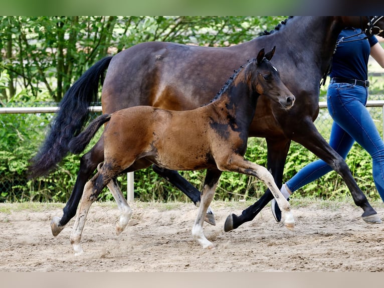 Pony tedesco Giumenta Puledri (04/2026) Baio scuro in Eydelstedt