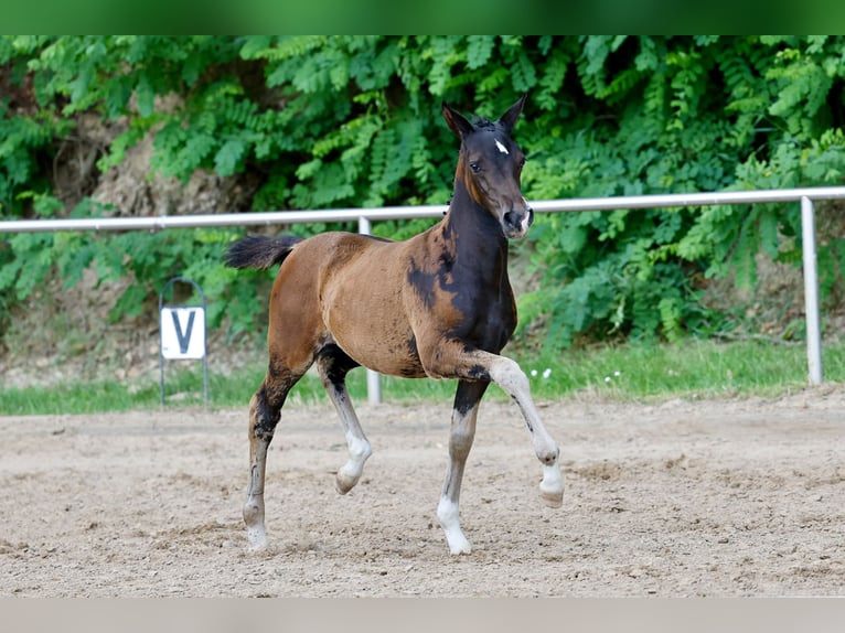Pony tedesco Giumenta Puledri (04/2026) Baio scuro in Eydelstedt