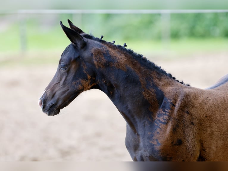 Pony tedesco Giumenta Puledri (04/2026) Baio scuro in Eydelstedt