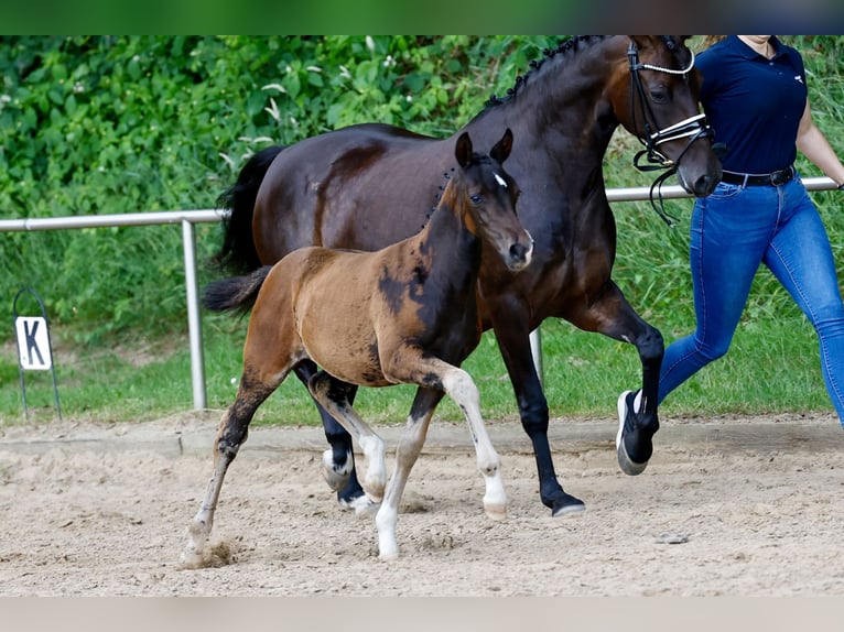 Pony tedesco Giumenta Puledri (04/2026) Baio scuro in Eydelstedt