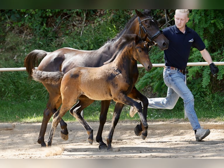 Pony tedesco Giumenta Puledri (04/2026) Baio scuro in Hoogstede