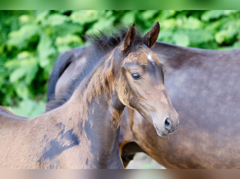 Pony tedesco Giumenta Puledri (04/2026) Baio scuro in Hoogstede