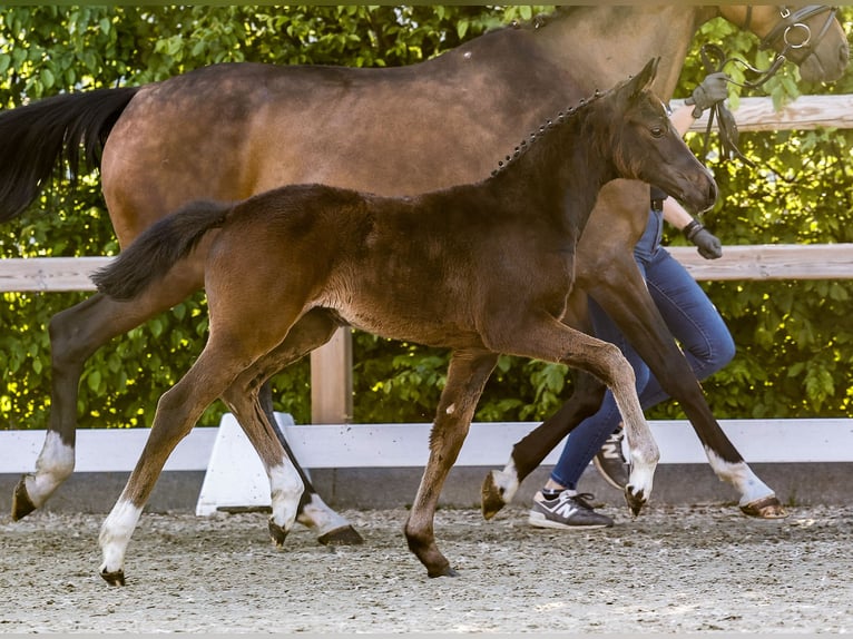 Pony tedesco Giumenta  Baio scuro in Twistringen