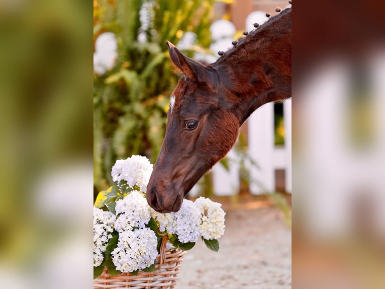 Pony tedesco Giumenta  Baio scuro in Twistringen