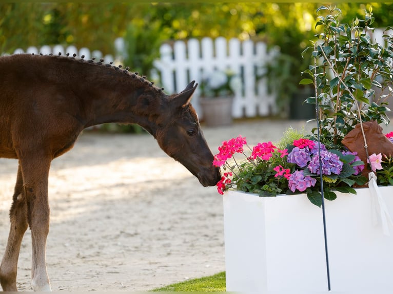 Pony tedesco Giumenta  Baio scuro in Twistringen