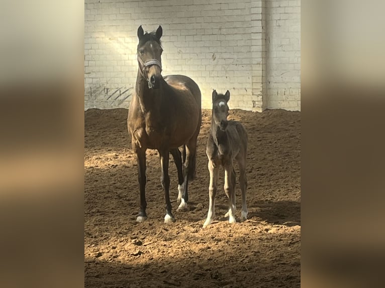Pony tedesco Giumenta Puledri (03/2026)  in Hiddenhausen